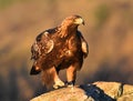 a majestic golden eagle in spain