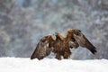 Majestic golden eagle standing with its majestic wings spread wide on a bed of snow. Royalty Free Stock Photo