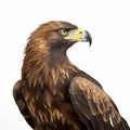 Golden eagle on a white background. Latin â Aquila chrysaetos. A generative AI illustration of a beautiful bird.