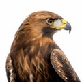 Golden eagle on a white background. Latin â Aquila chrysaetos. A generative AI illustration of a beautiful bird.