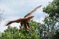 Majestic Golden Falconry Eagle with fully stretched wings