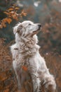 Majestic Golden Retriever Dog Looking Upwards in a Dreamy Autumn Forest Scenery Royalty Free Stock Photo