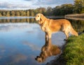 Majestic Golden Retriever Enjoying Nature by the Lake with Sky and Clouds Reflection