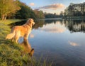 Majestic Golden Retriever Enjoying Nature by the Lake with Sky and Clouds Reflection