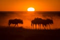 A majestic golden sunrise with a herd of silhouetted Wildebeest kicking up the dust in the foreground