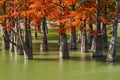 Majestic golden Taxodium distichum stand in a gorgeous lake against the backdrop of the Caucasus mountains in the fall. Autumn. Oc