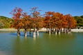 Majestic golden Taxodium distichum stand in a gorgeous lake against the backdrop of the Caucasus mountains in the fall. Autumn. Oc