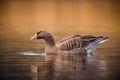 Majestic Goose (Anser) gliding through the tranquil waters of a pristine lake Royalty Free Stock Photo