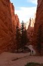 Majestic Gorge In Bryce Canyon Formations Of Hoodos. Geology. Travel.Nature. Royalty Free Stock Photo