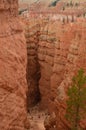 Majestic Gorge In Bryce Canyon Formations Of Hoodos. Geology. Travel.Nature. Royalty Free Stock Photo