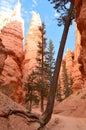 Majestic Gorge In Bryce Canyon Formations Of Hoodos. Geology. Travel.Nature. Royalty Free Stock Photo