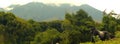 Majestic gorilla in a lush park surrounded by mountains