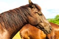 Majestic graceful brown horse in meadow. Royalty Free Stock Photo