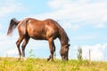Majestic graceful brown horse in meadow. Royalty Free Stock Photo