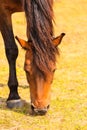 Majestic graceful brown horse in meadow. Royalty Free Stock Photo