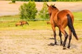 Majestic graceful brown horse in meadow. Royalty Free Stock Photo