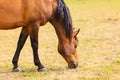 Majestic graceful brown horse in meadow. Royalty Free Stock Photo