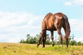 Majestic graceful brown horse in meadow.