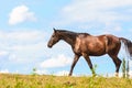 Majestic graceful brown horse in meadow. Royalty Free Stock Photo