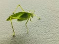 The majestic grasshopper