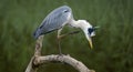 Majestic gray heron perched on a branch over a lake