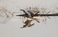 A majestic gray heron is perched on driftwood in a reflective lake