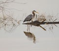 A majestic gray heron is perched on driftwood in a reflective lake