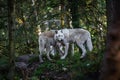 Majestic gray wolves standing on a lush, green grassy field