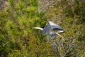 Majestic Great Blue Heron captured in a sandy shoreline in North Carolina