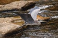 Majestic great blue heron in flight, soaring above a tranquil river