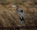 Majestic Great Blue Heron perched atop a fence post, head turned to its left. Royalty Free Stock Photo