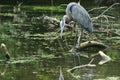 Majestic Great Blue Heron Poised to Strike