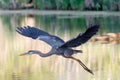 Majestic great blue heron soaring through the air above a tranquil lake