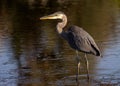 Majestic great blue heron standing in the shallow waters of a tranquil river,