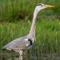 Majestic Great Blue Heron standing tall in a shallow pond, surrounded by lush green foliage. Royalty Free Stock Photo