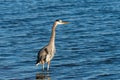Great Blue Heron standing tall in the shallow water of a lake Royalty Free Stock Photo