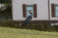 Majestic Great Blue Heron stands on a lush grassy area