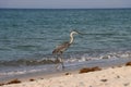 Majestic Great Blue Heron strolling on the sandy beach of Perdido Key, Florida