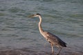 Majestic Great Blue Heron strolling on the sandy beach of Perdido Key, Florida