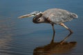 Majestic Great Blue Heron in a tranquil pond,