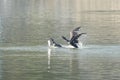 Majestic great cormorant birds catching a fish from a body of water