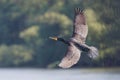 Majestic great cormorant in flight soaring above a tranquil lake surrounded by lush green trees.