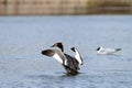 Great crested grebe preparing to fly with outspread wings