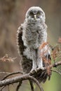 Majestic Great Gray owl on a tree branch, with its wings spread wide and ready for flight Royalty Free Stock Photo