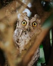 Majestic great horned owl perched on a branch in its natural habitat Royalty Free Stock Photo