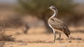 Majestic Great Indian Bustards in their Natural Habitat