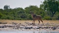 Majestic greater kudu woodland antelope with huge antlers at a waterhole in Kalahari desert, Etosha National Park, Namibia. Royalty Free Stock Photo