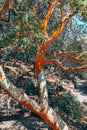 Majestic green oak tree on a meadow, and shining sun. Royalty Free Stock Photo