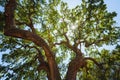 Majestic green oak tree on a meadow, and shining sun Royalty Free Stock Photo