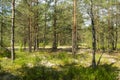 Majestic green pine tree forest, deep natural forest in Belarus